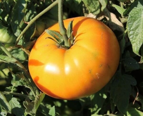 Egg Yolk Tomato Seeds Heirloom Cherry Tomatoes Vegetable
