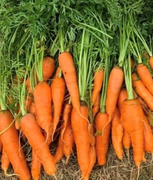 Orange Brandywine Tomato Seeds Organic Rare Variety Slicer