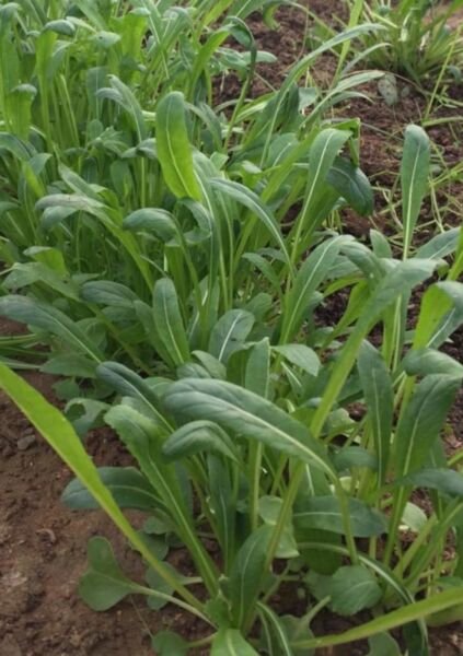 Emerald Giant Pepper Seeds Sweet Heirloom Organic