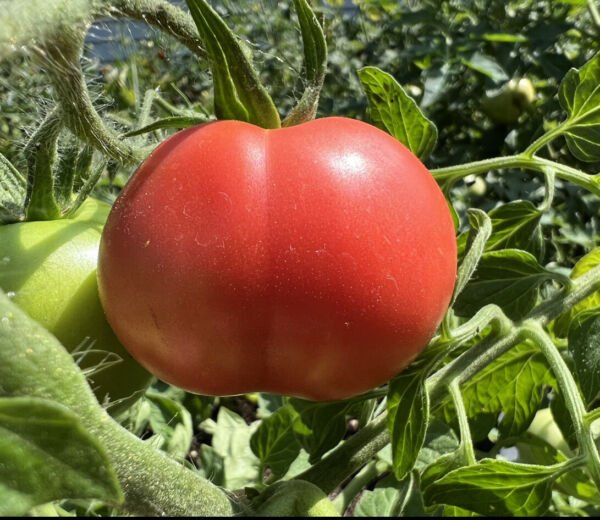 Big Rainbow Heirloom Tomato Seeds Organic Rare Giant Beefsteak