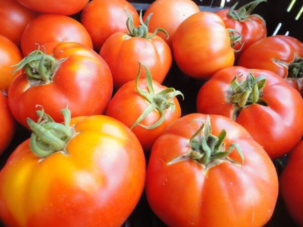 Clear Pink Tomato Seeds Heirloom Organic