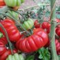 Cosmonaut Volkov Tomato Seeds Heirloom Organic