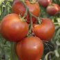 Arkansas Traveler Heirloom Tomato Seeds Organic Heat Tolerant Rare