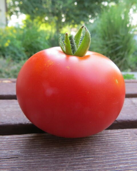 Calypso Tomato Seeds Heirloom Bulk Wholesale Heat Tolerant