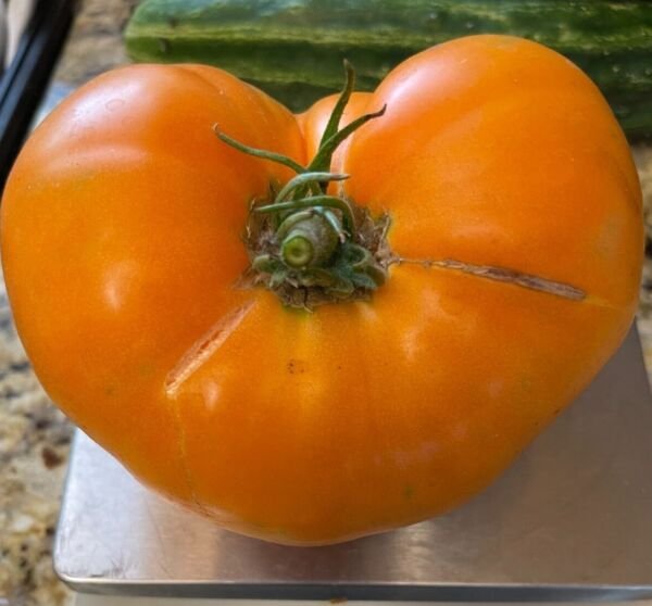 Dr. Wyche's Yellow Tomato Seeds Heirloom Beefsteak Wholesale Bulk