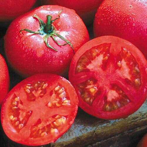 Eva Purple Ball Tomato Seeds Heirloom Organic Rare Variety