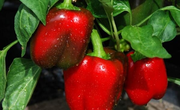Big Red Sweet Pepper Seeds Heirloom Organic Vegetable