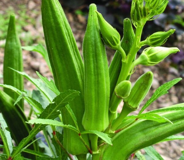 Clemson Spineless Okra Heirloom Organic