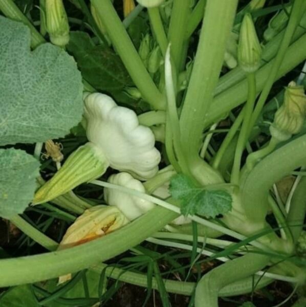 Early White Bush Scallop Summer Squash Seeds Heirloom Vegetable