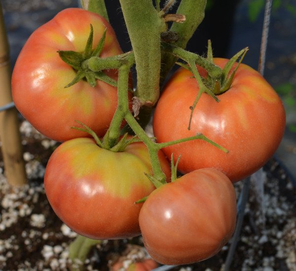 Old German Tomato Seeds Heirloom Bulk Wholesale Variety