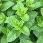 Mint Seeds 1000+ spearmint seeds Mentha spicata herb NON-GMO