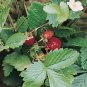 50++ Strawberry Seeds (Alexandria) - Great Heirloom Fruit Vegetable Seeds