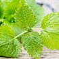 500++ LEMON BALM SEEDS (Melissa officinalis) - NON GMO Heirloom Seeds