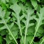 1000++ ROCKET ARUGULA SEEDS (Eruca sativa) Non-GMO Heirloom