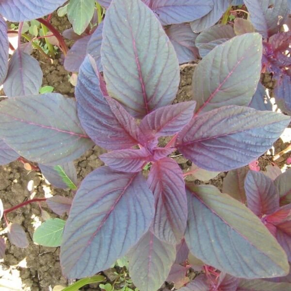 2000+ RED GARNET AMARANTH SEEDS - RED SPINACH AMARANTH SEEDS NON GMO