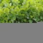 1000+ Celery Seeds - Tall Utah 52-77 NON-GMO HEIRLOOM