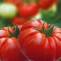 50+ Seeds Organic Red Heirloom Tomato