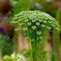 Ammi Seeds - Green Mist - Flower Seeds- Grown -Non GMO