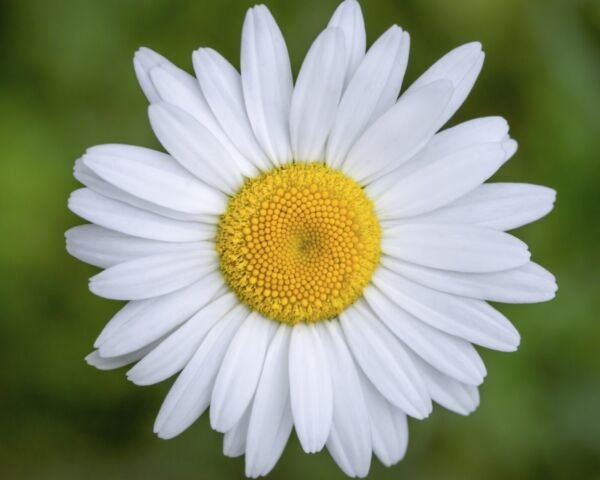 Daisy Seeds - Common - Flower Seeds - Non GMO