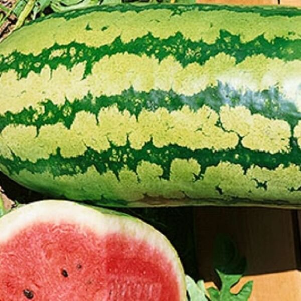 Garrisonian Watermelon Seeds NON-GMO Heirloom Fresh Garden Seeds