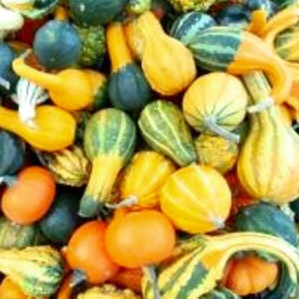 Small Mix Gourds Seeds NON-GMO Heirloom Fresh Garden Seeds