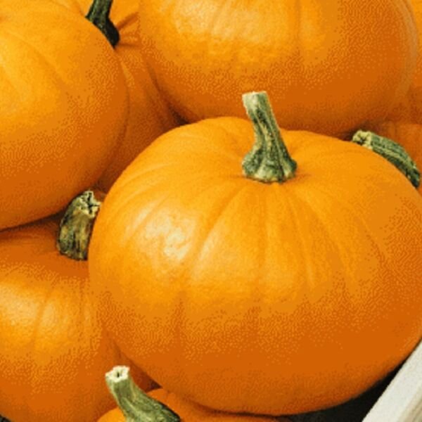 Spookie Pumpkin Seeds NON-GMO Heirloom Fresh Garden Seeds