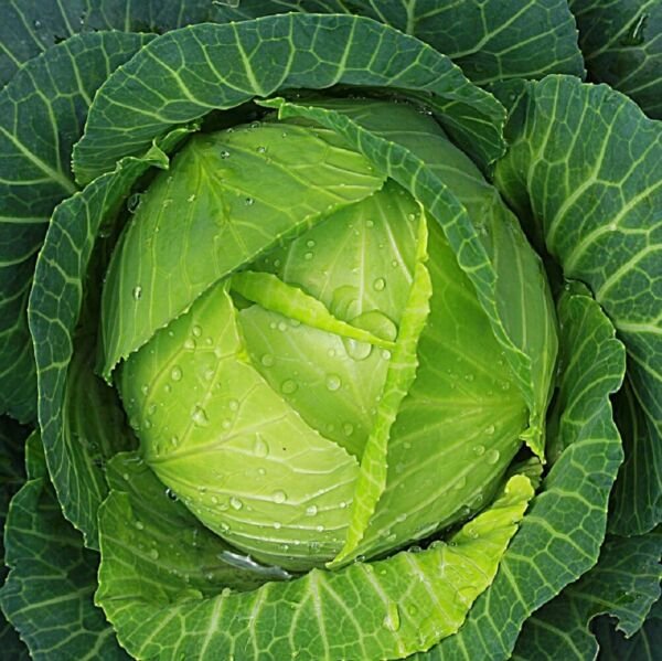 Copenhagen Cabbage Seeds NON-GMO Heirloom Fresh Vegetable Seeds