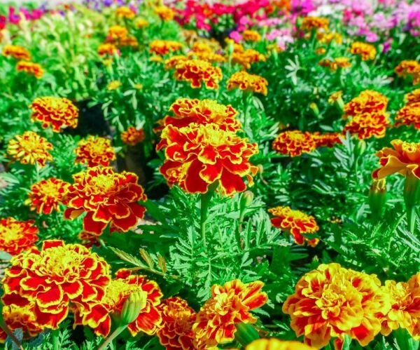 French Marigold Flower Seed Mix Non-GMO Heirloom Fresh Annual