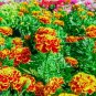 French Marigold Flower Seed Mix Non-GMO Heirloom Fresh Annual
