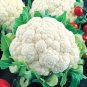 Snowball Improved Cauliflower Seeds Non-GMO Heirloom Fresh Garden