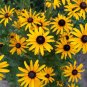 Black Eyed Susan Flower Seeds Non-GMO Heirloom Fresh Garden Seeds