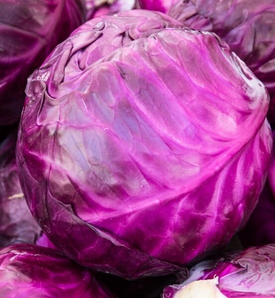 Red Acre Cabbage Seeds Non-GMO Heirloom Fresh Garden Seeds