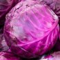 Red Acre Cabbage Seeds Non-GMO Heirloom Fresh Garden Seeds