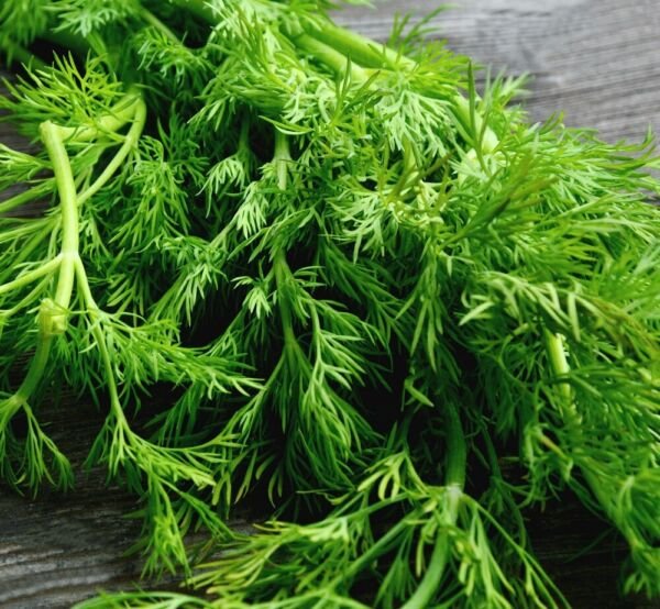 Mammoth Long Island Dill Seeds Heirloom Non-GMO Fresh Garden Seeds