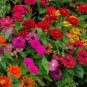 Zinnia Flower Seed Mix Non-GMO Heirloom Fresh Flower Seeds