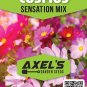 Cosmo Sensation Flower Seed Mix Non-GMO Heirloom Fresh Garden Seeds