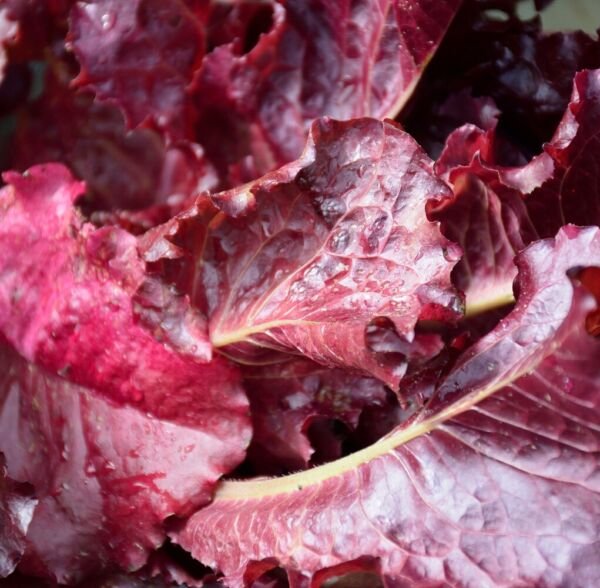 Lettuce Seeds - High Yielding Heirloom Non-GMO Red Leaf Lettuce