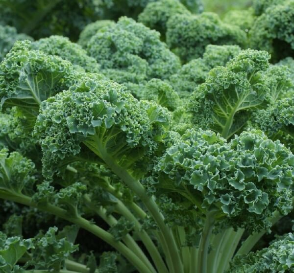 Dwarf Blue Curled Scotch Kale Seeds Heirloom Non-GMO Fresh Garden