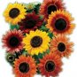 Sunflower Seed Mix - Vibrant Heirloom Blooms - 9 Mixed Varieties