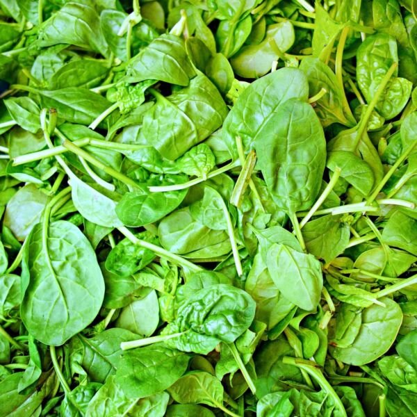 Italian Leaf Basil Seeds Non-GMO Heirloom Fresh Garden Seeds