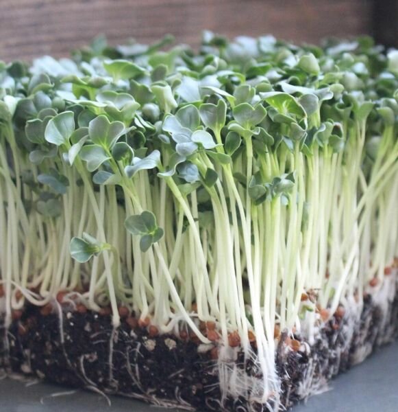 Organic Daikon Radish MICROGREEN Seeds Heirloom Non-GMO