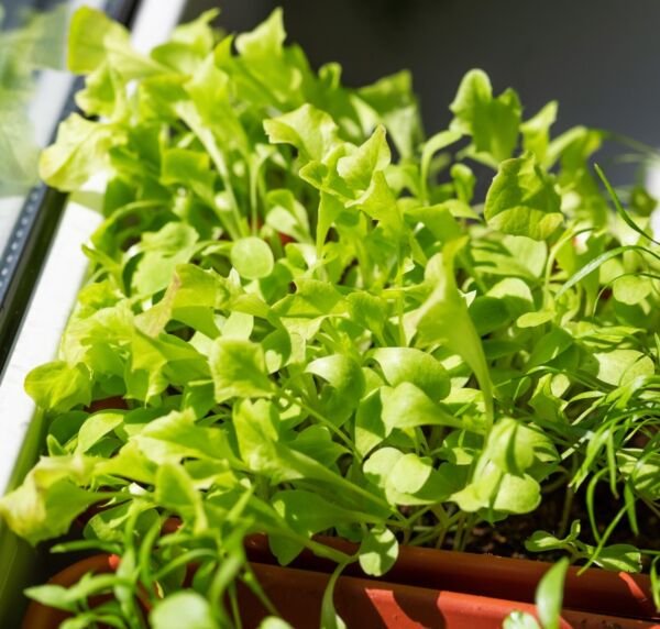 Microgreen Lettuce Seeds - High Yield Heirloom Non-GMO Crisphead