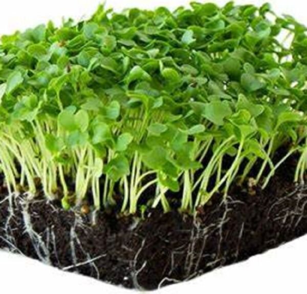 Vates Blue Scotch Curled Kale MICROGREEN Seeds Non-GMO