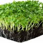 Vates Blue Scotch Curled Kale MICROGREEN Seeds Non-GMO