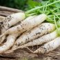 Radish Seeds - Fast Growing Heirloom Non GMO White Icicle