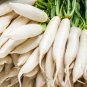 Radish Seeds - Fast Growing Heirloom Non GMO Daikon Japanese