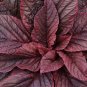 Red Garnet Mustard Seeds Heirloom Non-GMO Fresh Garden Seeds