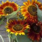 Sunflower Seeds - Vibrant Heirloom Blooms Autumn Beauty Variety