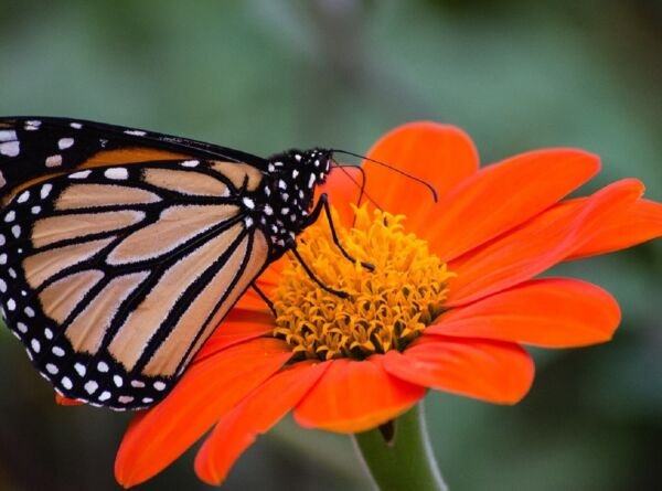 Sunflower Seeds - Large Orange Blooms Drought-Tolerant Mexican Torch