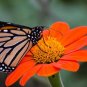 Sunflower Seeds - Large Orange Blooms Drought-Tolerant Mexican Torch
